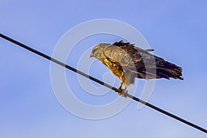 an eagle on a power cable