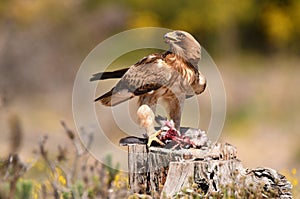 eagle with a prey in the field photo