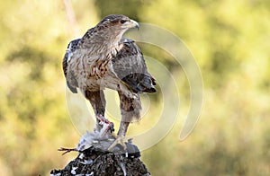 Eagle with a prey in its watchtower photo