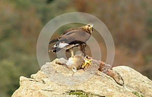 eagle with prey notes