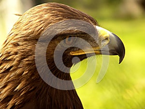 Eagle profile portrait