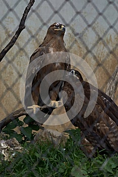 Eagle in Pt. G.B. Pant High Altitude Zoo, Nainital-Uttarakhand INDIA