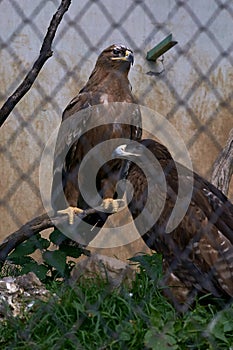 Eagle in Pt. G.B. Pant High Altitude Zoo, Nainital-Uttarakhand INDIA