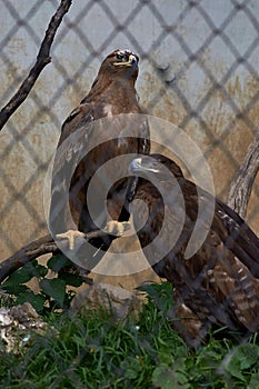 Eagle in Pt. G.B. Pant High Altitude Zoo, Nainital-Uttarakhand INDIA