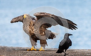 Eagle and raven. White-tailed sea eagle spreading wings.   Scientific name: Haliaeetus albicilla, also known as the ern, erne,