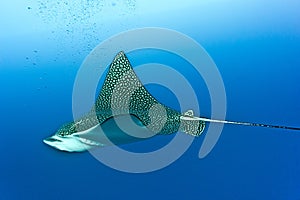 Eagle ray