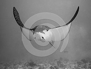 Eagle ray foraging