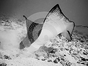 Eagle ray foraging