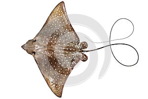 Eagle ray isolated