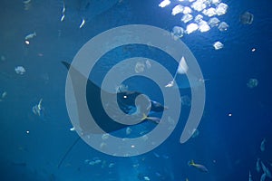 Eagle Ray - The Marine Life Park, Sentosa, Singapore