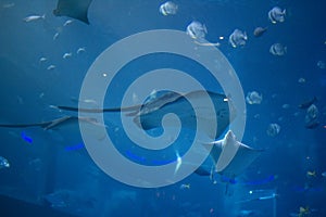 Eagle Ray - The Marine Life Park, Sentosa, Singapore