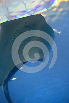 Eagle Ray - The Marine Life Park, Sentosa, Singapore