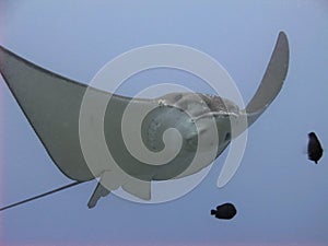 Eagle Ray - Raie aigle