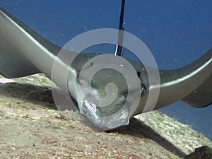 Eagle Ray - Raie aigle