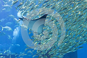 Eagle Ray and Sardines at a Public Aquarium