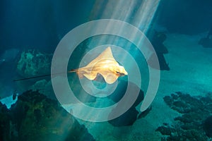 Eagle Ray underwater