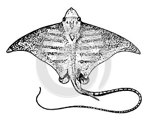 Eagle Ray, vintage illustration