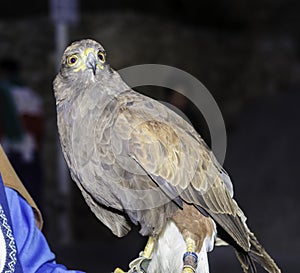 Eagle real in Bocairent, Spain.