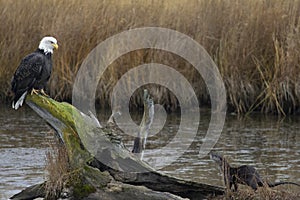 Eagle and river otter