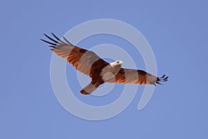 An eagle roaming on the sky