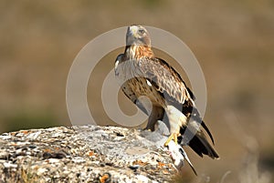 eagle on the rock in the mountain photo