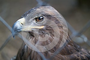 Eagle`s head close up behind the zoo cage