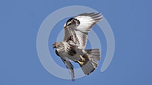 The eagle`s predator is looking for food