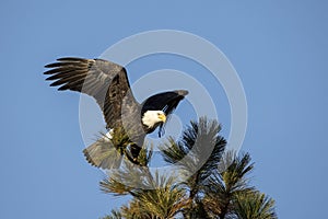 Eagle settling in after landing