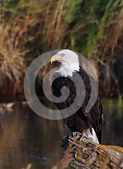 Eagle with sharp eyes in Alaska