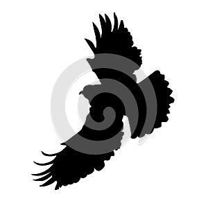 Eagle Silhouette