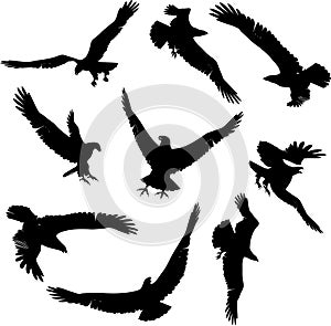 Eagle Silhouettes