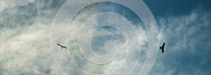 Eagle silhouettes soar over cloudy sky photo