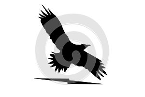 Eagle silhoutte