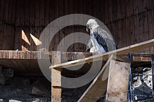 The eagle sits on a tree in a strict pose photo