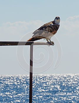Eagle sitting on the pipe