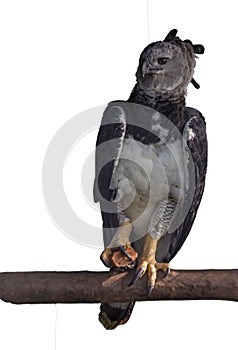 The eagle is sitting on a stick. A large stone is clamped photo