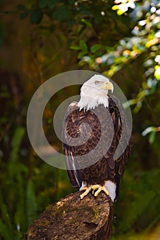 Eagle sitting on a stump in the shade