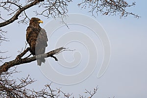 Eagle sitting on tree branch on sky background.  White-tailed eagle Haliaeetus albicilla hunting in natural habitat. Bird of pre
