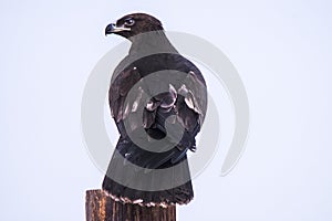 Eagle sitting on wood pillar