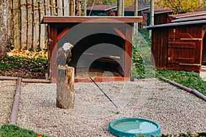 Eagle sitting in a zoo cage and looking straight into the frame. Portrait of one eagle sitting in the cage in zoo. eagle