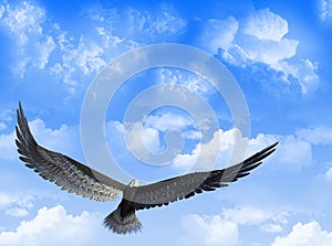 Adler der himmel 