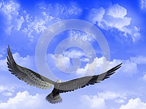 Aquila il cielo 