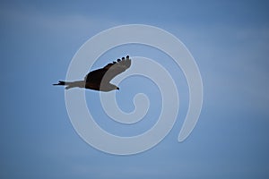 Eagle , sky , blue , evening , photography , love bird