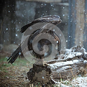 Eagle in the snow