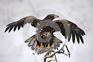 Eagle in the snow winter. Cold winter action scene with bird of prey. White-tailed Eagle, Haliaeetus albicilla, bird of prey with