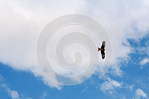 Eagle soaring in the blue sky with clouds