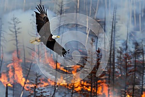 eagle soaring with burning trees below