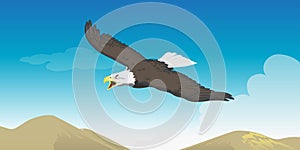 Eagle soaring photo