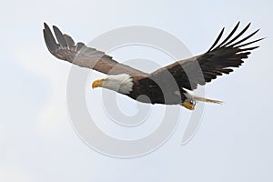 Eagle Soaring Free