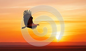 Eagle Soaring in Golden Sunset Sky